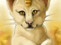 1272694265_kipcha_meowth_face_bg.jpg
